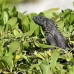 iguana_green_ccr_gc_v_0020_cay1483.jpg